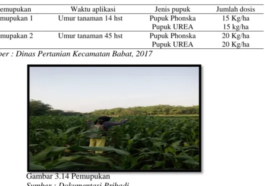 Tabel 3.1 Umur pemupukan dan dosis tanaman sorgum  