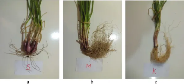 Gambar 3  Pertumbuhan umbi bawang merah pada 78 hari setelah tanam. a, tanaman sehat; b,  tanaman dengan gejala mosaik dan; c, tanaman dengan gejala kerdil.