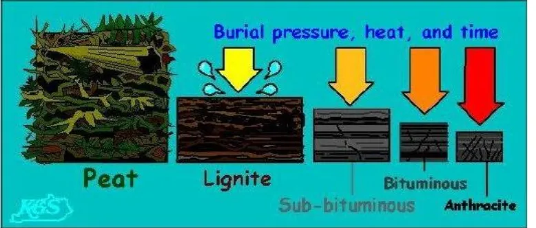 Gambar 1. Proses Pembentukan Batubara Menjadi Jenis – Jenis Batubara 