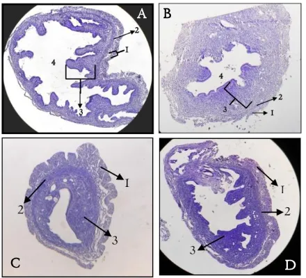 Gambar 2. Penampang membujur endometrium mencit (fase proestrus dengan perlakuanMus musculus) (A) fase proestrus pada kontrol, (B)  estrogen; (C) ase diestrus pada kontrol, dan (D) fase diestrus dengan perlakuan estrogen