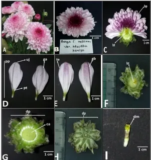 Gambar  4.Bagian-bagian  bunga  C.  morifolium 
