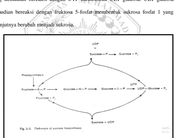 Gambar 2.4  Jalur Biosintesis Sukrosa (Tyler et al, 1988)