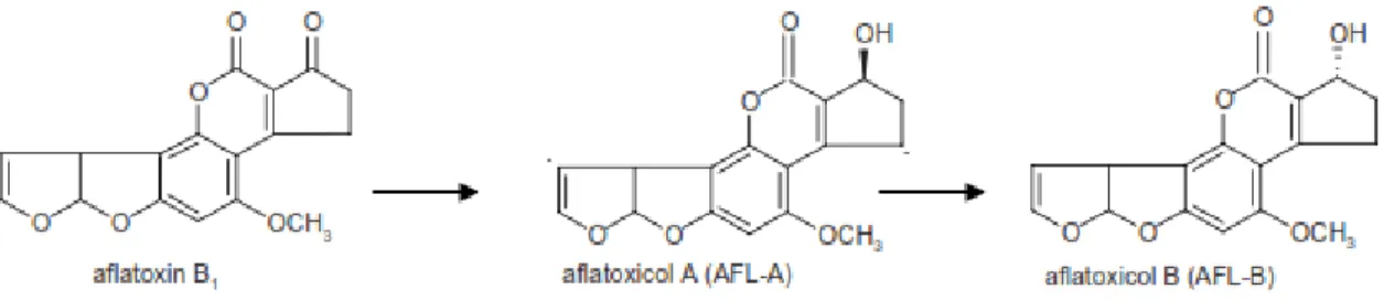 Gambar 1. Skema perubahan aflatoksin B1 menjadi aflatoksikol A dan B yang kurang toksik oleh Rhizopus sp  Sumber: Wu et al
