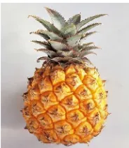 Gambar 1. Buah Nanas Jenis Cayenne