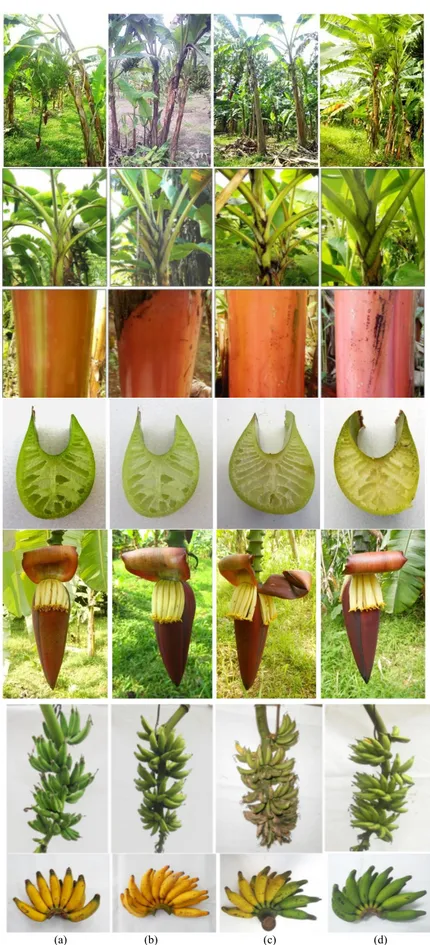 Gambar 2.  Penampilan tanaman: (a) Tetua ♀ Pisang Rejang (mixoploid), (b) Tetua ♂ Pisang Rejang (2x), (c)  Pisang Rejang hibrid (3x) dan (d) Pisang Rejang hibrid (2x) 