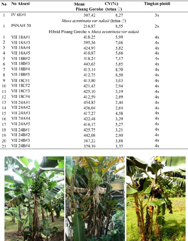Tabel 2.  Tingkat ploidi tetua betina dan jantan serta pisang hibrid hasil persilangan  