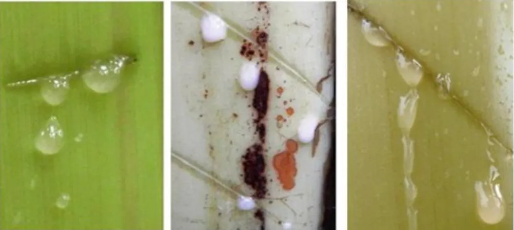 Gambar  4.  Bentuk  daun  bagian  pangkal  pisang  hibr id  GRNK  (kanan)  dan  kedua  tetuanya,  Pisang  Goroho (kiri) dan Musa acuminata var