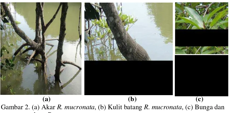 Gambar 2. (a) Akar R. mucronata, (b) Kulit batang R. mucronata, (c) Bunga dan  