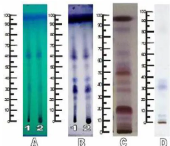 Gambar  1.  Profil  KLT  minyak  atsiri  dibanding  ekstrak etanolik jahe merah.  