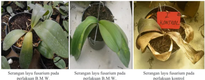 Gambar 4.    Perlakuan yang konsisten (B 1 M 1 W 1  dan B 2 M 1 W 2 ) efektif mengendalikan layu fusarium bila  dibanding perlakuan kontrol (Treatments were consistent effectively to control fusarium wilt)