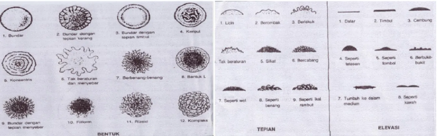 Gambar 1.   Acuan ciri - ciri bentuk koloni bakteri (warna, elevasi, dan tepian) (Reference of characteristics 