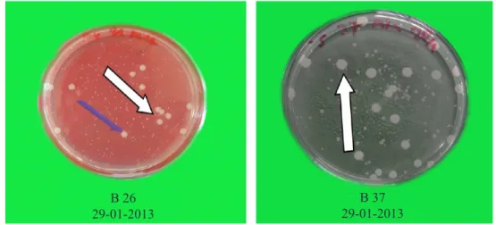 Gambar 2.    Pertumbuhan bakteri isolat  B 26 dan B 37 pada media King’s B (Growth of isolates bacteria 