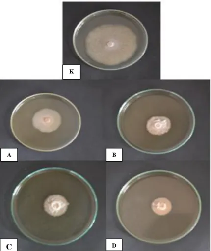 Gambar 1 Pertumbuhan F. oxysporum pada perlakuan menunjukkan semakin besar konsentrasi yang ekstrak daun  kedondong maka semakin kecil pertumbuhan diameter koloni  F