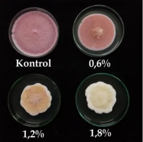 Tabel 1.  Penghambatan  ekstrak  metanol  bunga  kembang  telang  terhadap  pertumbuhan  koloni Foc pada berbagai konsentrasi