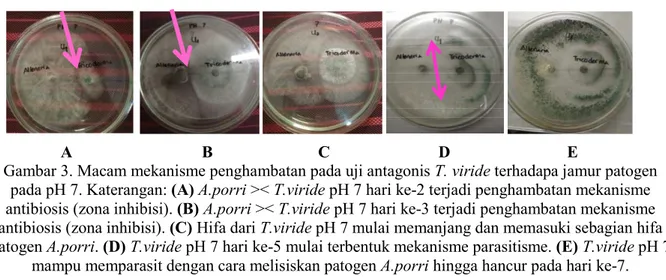 Gambar 3. Macam mekanisme penghambatan pada uji antagonis T. viride terhadapa jamur patogen  pada pH 7