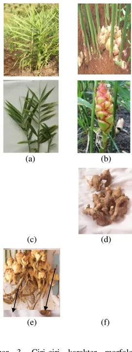 Gambar  beberapa  rimpang  jahe  yang  terdapat  di  desa  Dolok  Saribu  dapat  dilihat  pada gambar 2 sebagai berikut: 