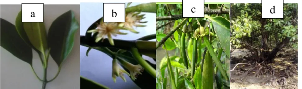 Gambar 2. Bruguiera cylindrica, a) daun; b) bunga; c) buah; d) habitus  (Sumber: Dokumentasi Pribadi) 