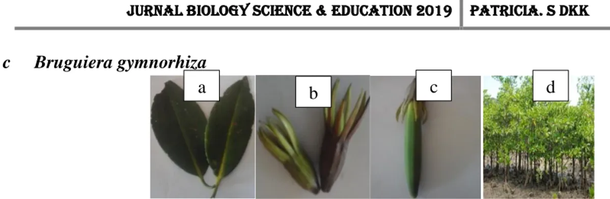 Gambar 3. Bruguiera gymnorhiza, a) daun; b) bunga; c) buah; d) habitus  (Sumber: Dokumentasi Pribadi) 