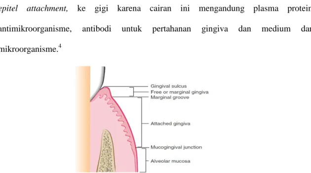 Gambar 2.1 Diagram yang menunjukkan anatomi landmark gingiva 5  Sumber :Newman MG, Takei HH, Klokkevold PR