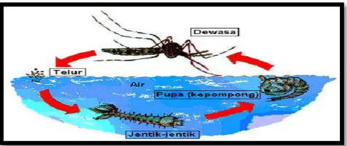 Gambar 2.5. Siklus hidup Nyamuk Aedes spp. 