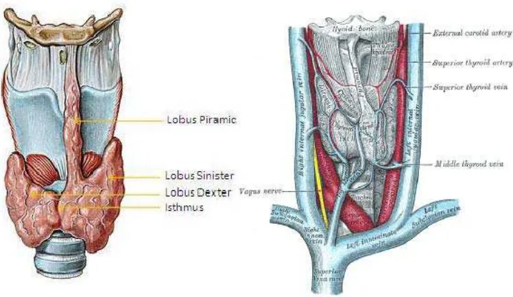 Gambar 3. Vaskularisasi kelenjar tiroid 