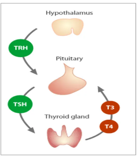 Gambar 5. Diagram pengaturan sekresi tiroid. 