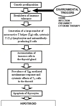 Gambar 7. Skema Respon autoimmum Antigen Dengan Infiltrasi sel limfosit 