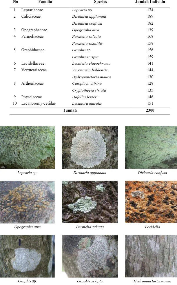 Tabel 1. Jenis-Jenis Lichenes di Lokasi Penelitian