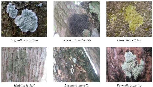 Gambar 1. Beberapa Spesies Lichenes yang terdapat di kawasan Gugop Pulo Breuh KecamatanPulo Aceh Kabupaten Aceh Besar