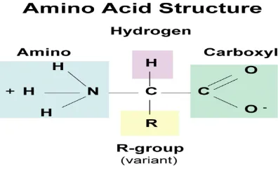 Gambar 1.5 Sruktur kimia Asam Amino
