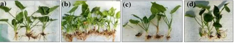 Figure 1. A: control; B: MV4 clone 6-1-2; C: MV4 clone 6-3-2-5; D: MV4 clone 6-1-1-6.Rodent tuber control and mutant clones after 20 weeks of growing in a green house