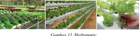 Gambar 11. Hydroponic 