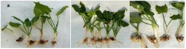 Figure 1.Figure 1. MV3 clones after eight weeks of growing in a green house. a: 6-3-2-5; b: 6-1-1-2; c: 6-9-1 MV3 clones after eight weeks of growing in a green house