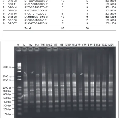 Table 2. Number of DNA bands produced using RAPD marker with 14 primers