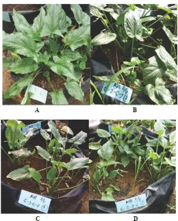 Figure 1. Control and stable superior mutant clones of rodent tuber at 8th week in greenhouseNote: A = Control; B = 6-2-5-2; C = 6-2-6-3; D = 6-3-3-6