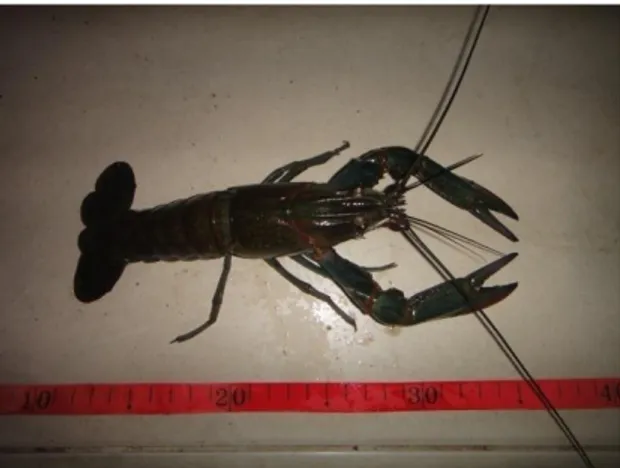 Gambar 2. Lobster air tawar (Cherax quadricarinatus) (Dokumentasi penelitian, 2013)  Pembahasan 