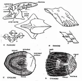 Gambar 2.5 Bentuk-bentuk sisik ikan (Bond, 1979)28