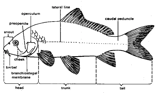 Gambar 2.1 Bagian-bagian tubuh ikan secara morfologi (Bond, 