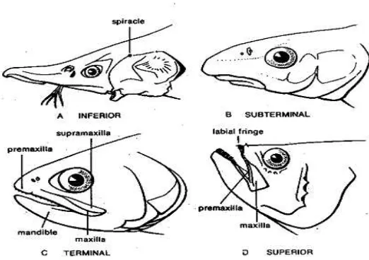 Gambar 2.3 Letak mulut ikan (Bond, 1979)23