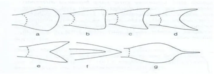 Gambar 2.4 Bentuk-bentuk utama sirip ekor 
