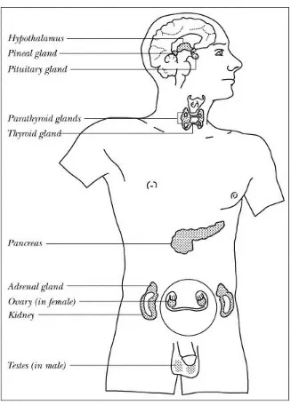 Figure 2. The main hormone -producing glands in the body. 