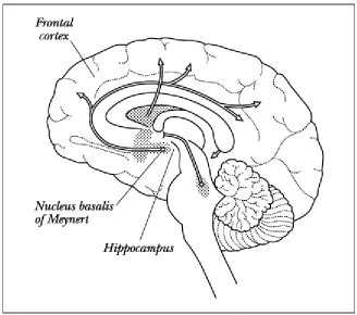 Figure 3.TEAMFLY Cholinergic projections in the brain.  