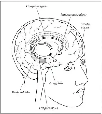 Figure 1. The human brain seen through the midline (as if sliced through the middle of the face to the middle of the back of the head)