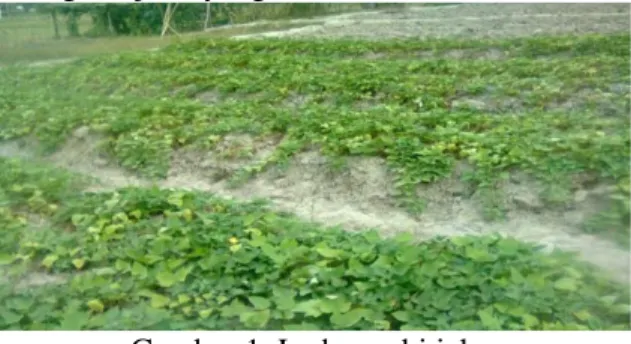 Gambar ladang ubi jalar yang tumbuh subur di desa Hutapaung 