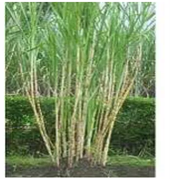 Gambar 1. Saccharum Officinarum 