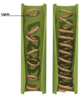Gambar 5 Struktur Lignin 