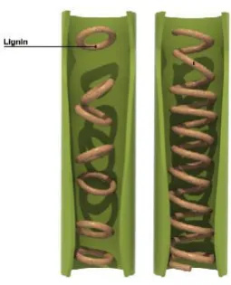 Gambar 5 Struktur Lignin 