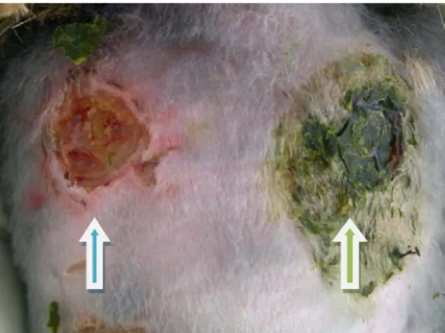 Gambar 2. Penyembuhan luka kulit kelinci  hari ke-14  Luka yang tidak diberi daun  binahong  (panah biru), luka yang diberi daun  binahong (panah hijau)