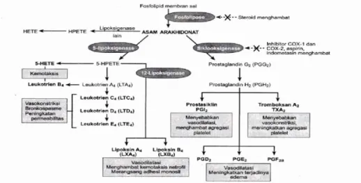 Gambar 2.2 Pembentukan metabolit asam arakidonat dan peranan  dalam inflamasi (Robbins, 2004)