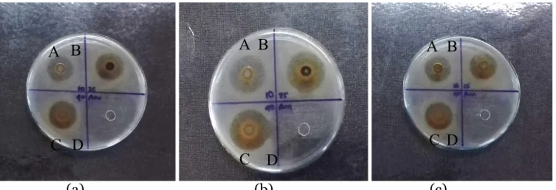Gambar 1. Zona hambat ekstrak etanol daun Cayratia trifolia terhadap Staphylococcus aureus  Keterangan: (a) Replikasi I, (b) Replikasi II, (c) Replikasi III, A: Konsentrasi ekstrak 100000 ppm, B: Konsentrasi ekstrak 250000 ppm, 